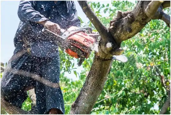 tree services Karnes City